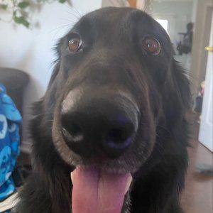 Meet your Posher, Owen